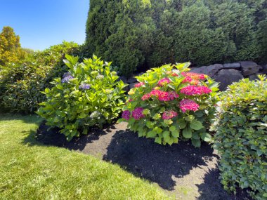 Yaz mevsiminin başlarında mavi ve kırmızı ortanca çiçekleri ev bahçesinde  