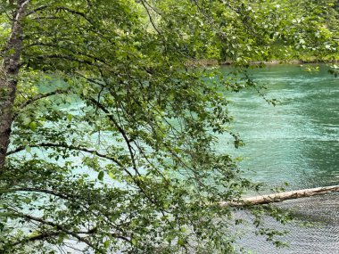 Yaz mevsiminin başlarında Skagit Nehri 'nin Washington eyaletinde geniş bir kütük ve önde çiçek açan ağaç dalları bulunuyor. 