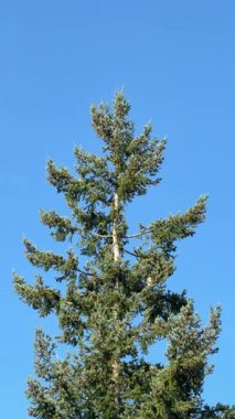 Kırmızı kuyruklu şahin kuşu her zaman yeşil olan ağaçta imzalıyor ve sonra mavi yaz gökyüzüne doğru uçuyor. 