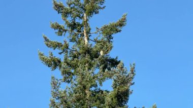    Kırmızı kuyruklu şahin kuşu her zaman yeşil olan ağaçta mavi gökyüzünü işaret ediyor. 