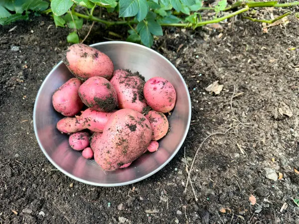 Paslanmaz çelik kase yaz sonlarında hasat mevsimi için ev bahçesinde çiğ patatesle dolu. 
