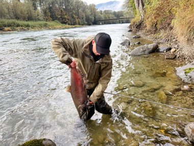 Mature man lifting large king salmon to remove hook and release back into Skagit river while fishing in Autumn fall season 