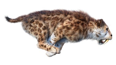 Kılıç dişli kaplanın 3 boyutlu görüntüsü beyaz arkaplanda izole edilmiş.