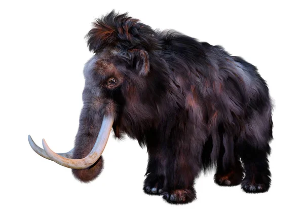 Rendering Woolly Mammoth Isolated White Background — Stock Photo, Image