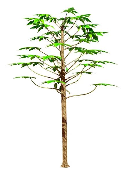 Vykreslení Stromu Papája Nebo Carica Papája Izolované Bílém Pozadí — Stock fotografie
