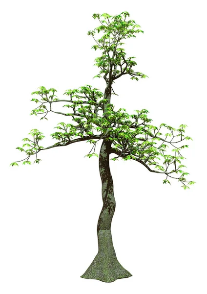 Rendering Eines Pachira Aquatica Baums Isoliert Auf Weißem Hintergrund — Stockfoto