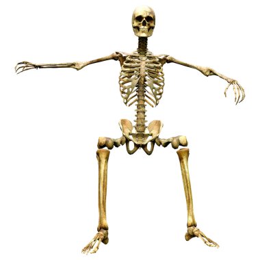 Beyaz arkaplanda izole edilmiş bir insan iskeletinin 3 boyutlu görüntülenmesi