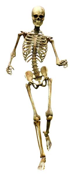Beyaz Arkaplanda Izole Edilmiş Bir Insan Iskeletinin Boyutlu Görüntülenmesi — Stok fotoğraf