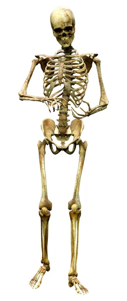 Weergave Van Een Menselijk Skelet Geïsoleerd Witte Achtergrond — Stockfoto