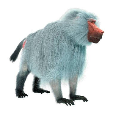Beyaz arka planda izole edilmiş bir babun maymunu 3 boyutlu görüntüsü