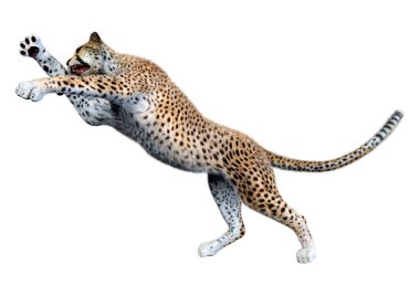 Beyaz arka planda izole edilmiş büyük bir kedi çitanın 3 boyutlu görüntülemesi