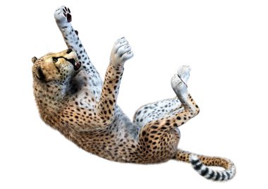 Beyaz arka planda izole edilmiş büyük bir kedi çitanın 3 boyutlu görüntülemesi