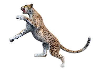 Beyaz arka planda izole edilmiş büyük bir kedi çitanın 3 boyutlu görüntülemesi