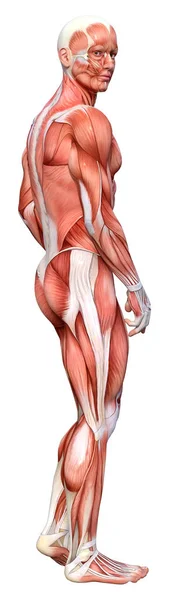 白い背景に筋肉の地図が孤立した男性像の3Dレンダリング — ストック写真