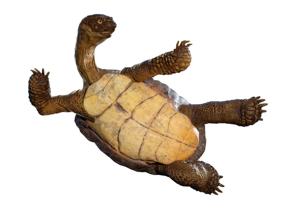 Återgivning Havssköldpadda Isolerad Vit Bakgrund — Stockfoto