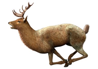 Beyaz arka plan üzerinde izole bir erkek geyik 3D render