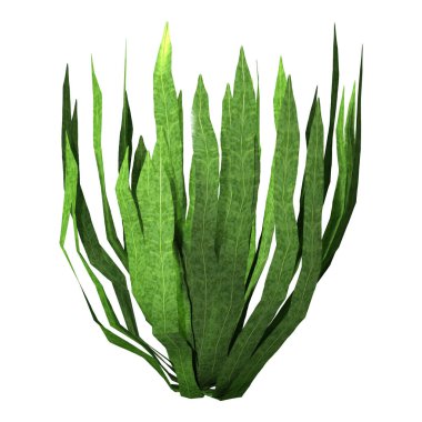 Beyaz arkaplanda izole edilmiş yeşil bir su altı bitkisinin 3 boyutlu görüntülenmesi