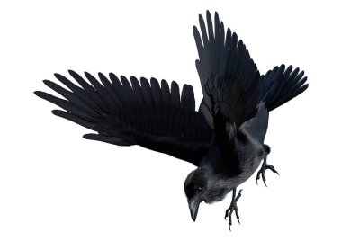 3D rendering of a black crow isolated on white background
