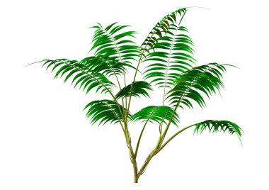 3D rendering of a green kentia palm tree or sentry palm or paradise palm isolated on white background