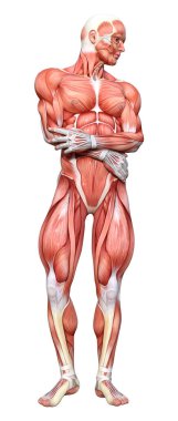 Beyaz arka planda izole edilmiş kas haritaları olan bir erkek figürünün 3 boyutlu görüntülenmesi