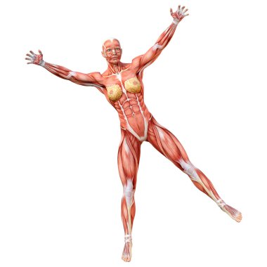Beyaz arka planda izole edilmiş kas haritaları olan üç boyutlu bir kadın figürü