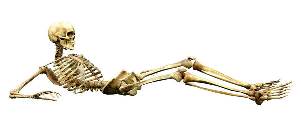 3D rendering of a human skeleton isolated on white background