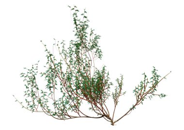 3D rendering of a wild dog rose plant isolated on white background