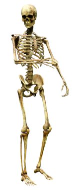 Beyaz arkaplanda izole edilmiş bir insan iskeletinin 3 boyutlu görüntülenmesi