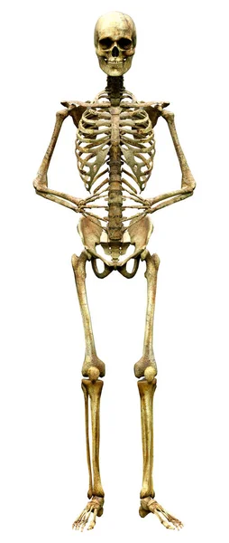 在白色背景下隔离的人体骨骼的三维绘制 — 图库照片
