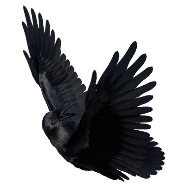 3D rendering of a black crow isolated on white background