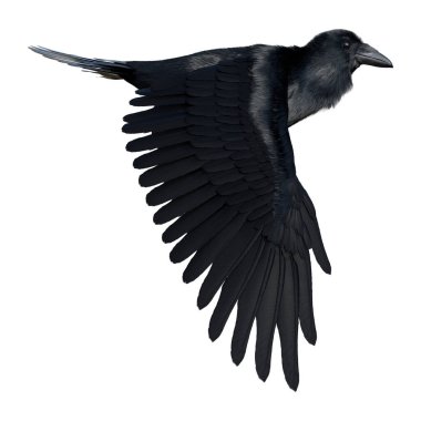 3D rendering of a black crow isolated on white background