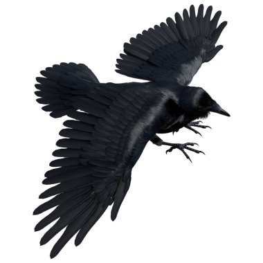 3D rendering of a black crow isolated on white background clipart