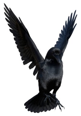 3D rendering of a black crow isolated on white background