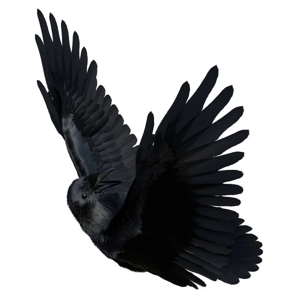 白色背景下孤立的黑色乌鸦的3D渲染 — 图库照片