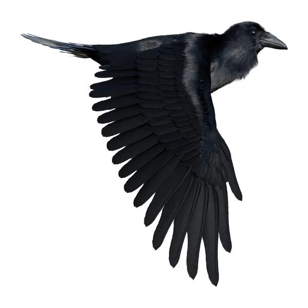 Rendering Black Crow Isolated White Background — Stok fotoğraf