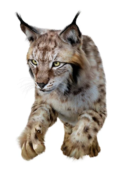 Rendu Lynx Animal Sauvage Isolé Sur Fond Blanc — Photo