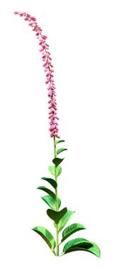 Yüksükotu bitkisinin 3 boyutlu görüntülenmesi veya beyaz arka planda izole edilmiş yüksükotu