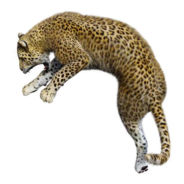 Renderização Grande Leopardo Gato Isolado Fundo Branco — Fotografia de Stock