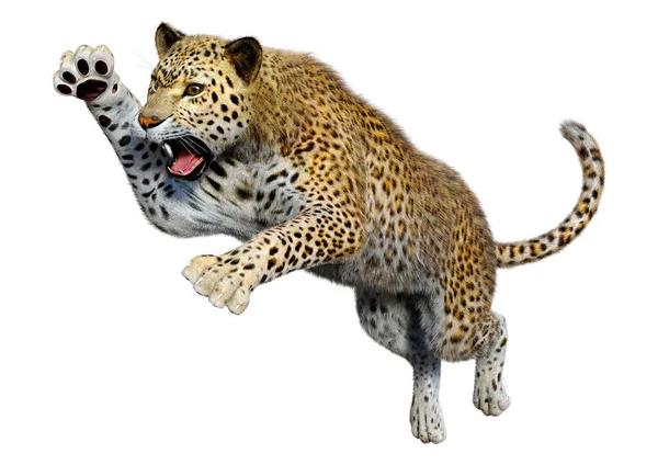 Darstellung Eines Raubkatzen Leoparden Isoliert Auf Weißem Hintergrund — Stockfoto