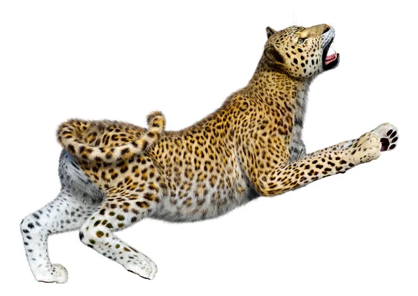 Rendering Grande Leopardo Gatto Isolato Sfondo Bianco — Foto Stock