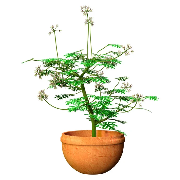 Renderização Uma Planta Pelargonium Isolada Fundo Branco — Fotografia de Stock