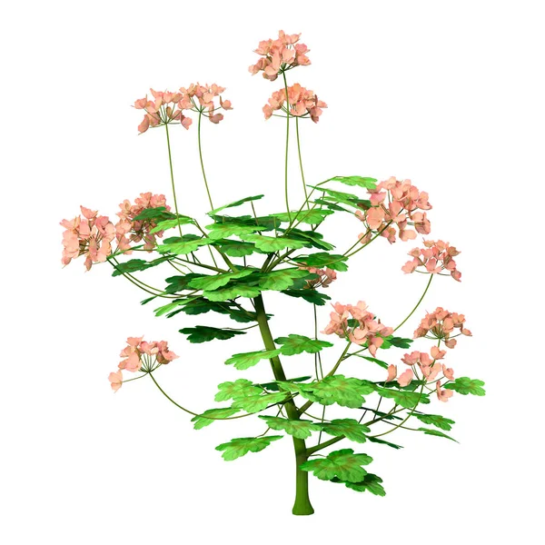 Renderelés Egy Virágzó Pelargonium Növény Elszigetelt Fehér Alapon — Stock Fotó