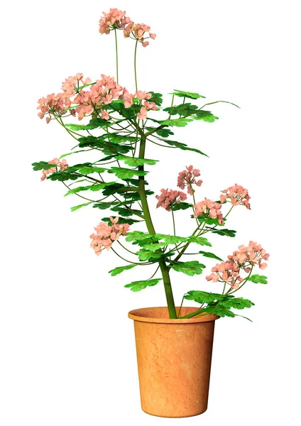 Renderização Uma Planta Pelargonium Florescendo Isolado Fundo Branco — Fotografia de Stock