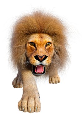 Beyaz arka planda izole edilmiş bir erkek aslanın 3 boyutlu görüntüsü