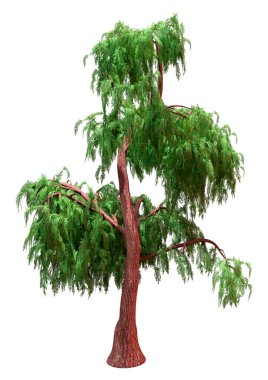 Beyaz arkaplanda izole edilmiş bir Kashmir selvi ağacının 3 boyutlu canlandırması