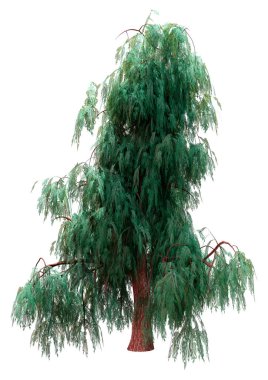 Beyaz arkaplanda izole edilmiş bir Kashmir selvi ağacının 3 boyutlu canlandırması