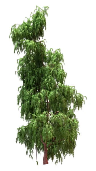 Beyaz Arkaplanda Izole Edilmiş Bir Kashmir Selvi Ağacının Boyutlu Canlandırması — Stok fotoğraf