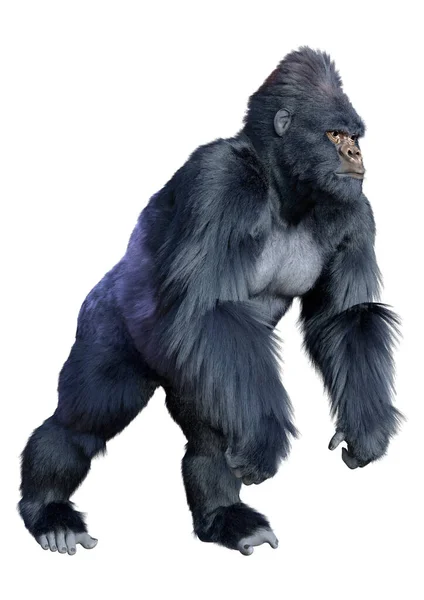 Representación Mono Gorila Negro Aislado Sobre Fondo Blanco —  Fotos de Stock