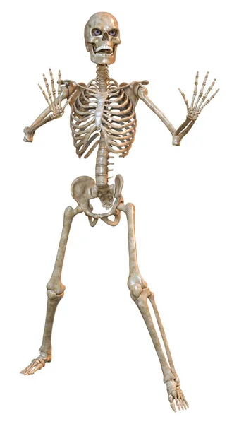 Απόδοση Ανθρώπινου Σκελετού Που Απομονώνεται Λευκό Φόντο — Φωτογραφία Αρχείου