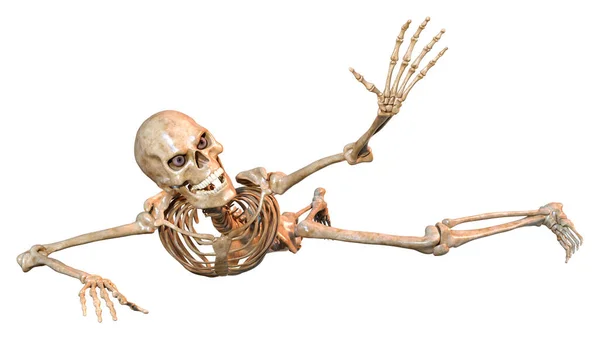 Renderização Esqueleto Humano Isolado Fundo Branco — Fotografia de Stock